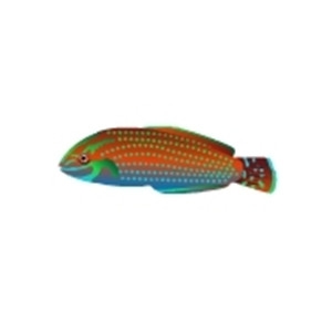 Ornate Wrasse